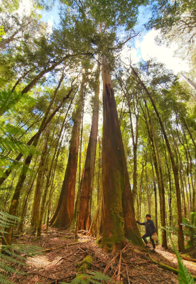 Half-day Hiking Tour: Learn Ancient Forest Ecology